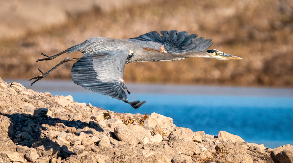 Great blue heron-6965-Edit.jpg
