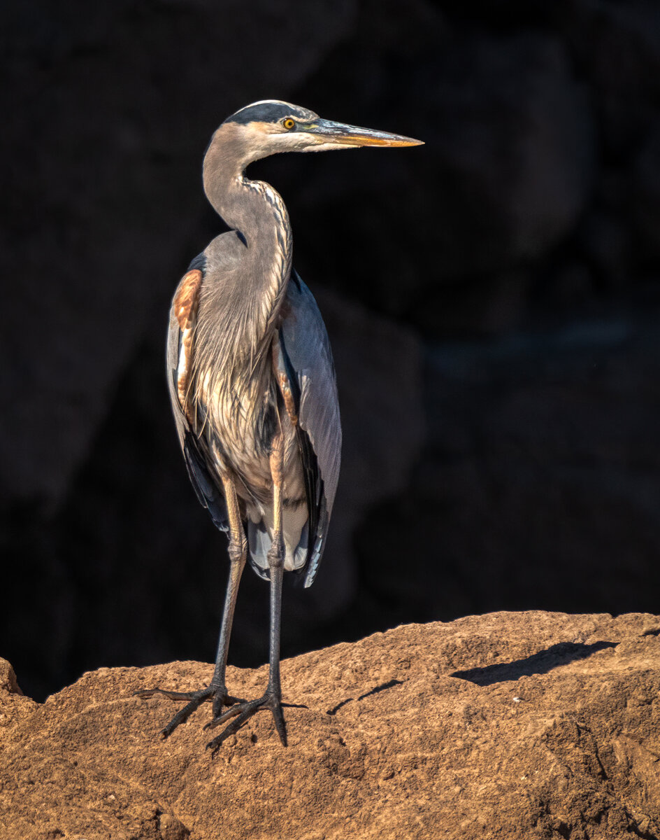 Great Blue Heron-7470-Edit.jpg