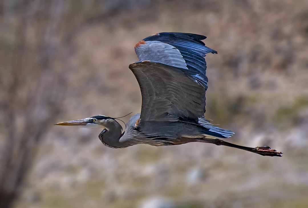 Great blue heron, Lake Pleasant, AZ.jpg