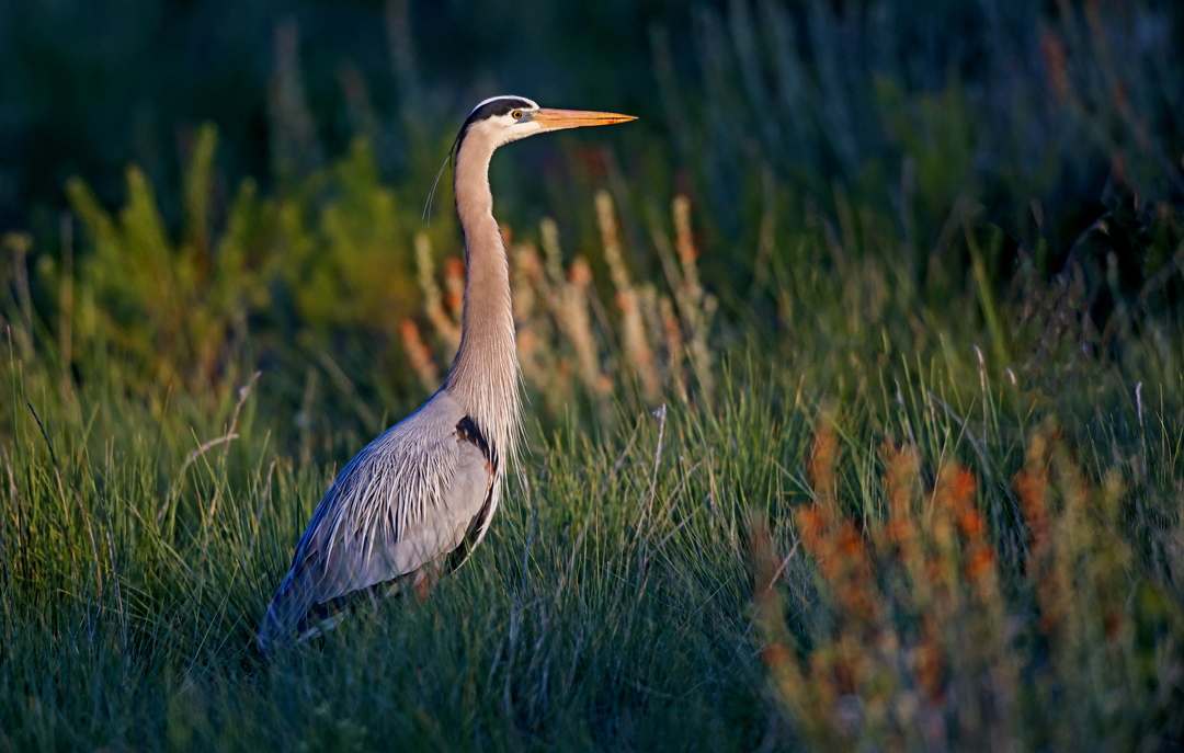 Great Blue Heron Sedona Wetlands Preserve III (1 of 1).jpg