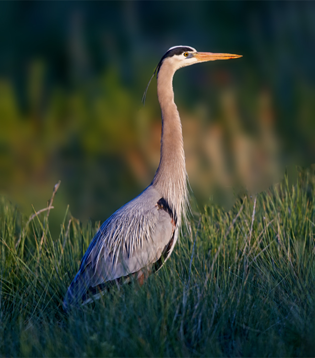 Great Blue Heron Sedona Wetlands Preserve III (1 of 1).jpg