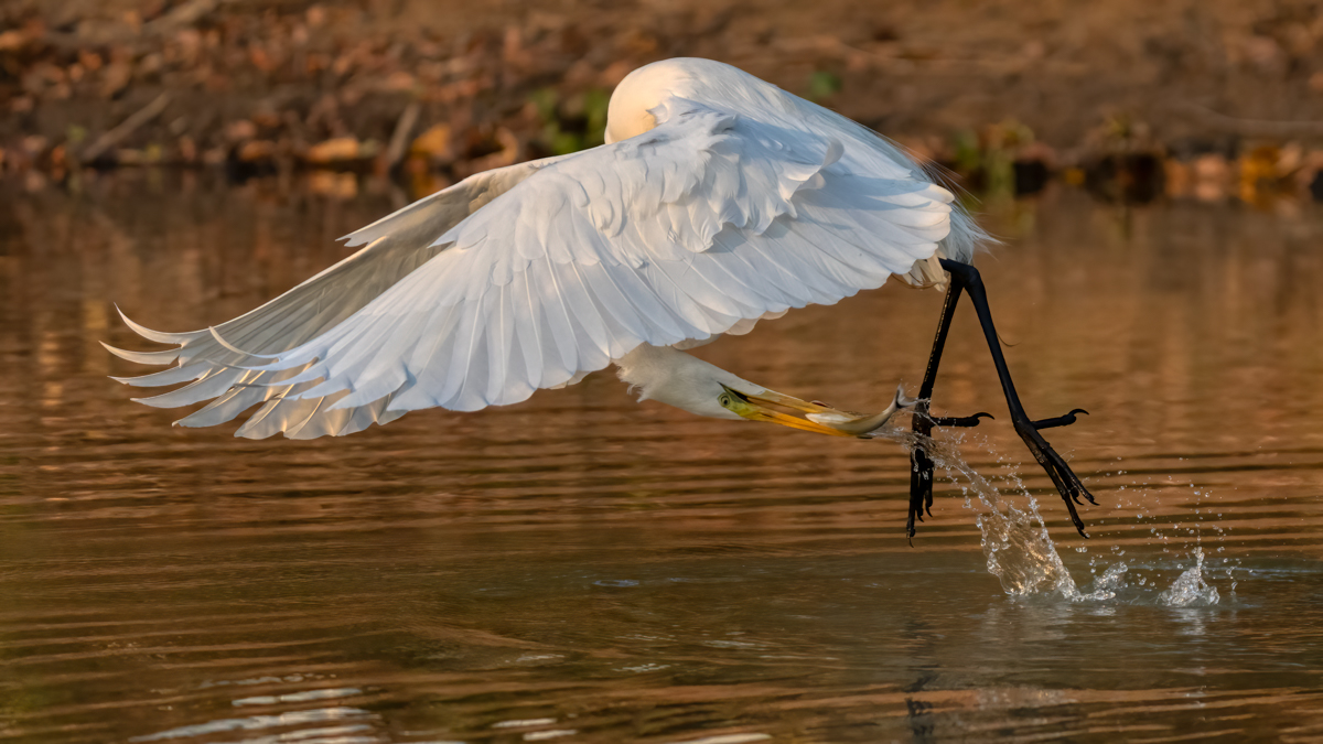 Great Egret-03554-Edit.jpg