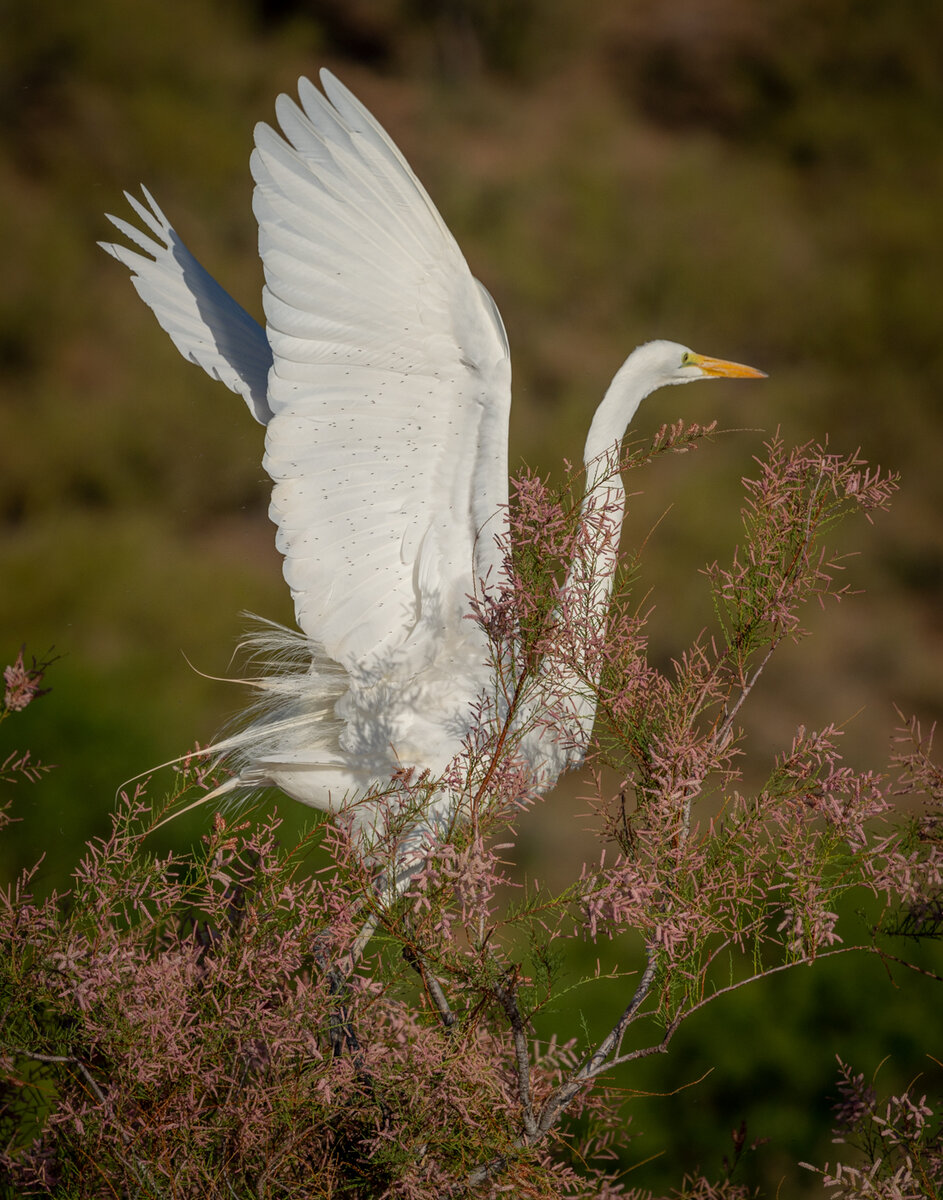 Great egret-4312.jpg