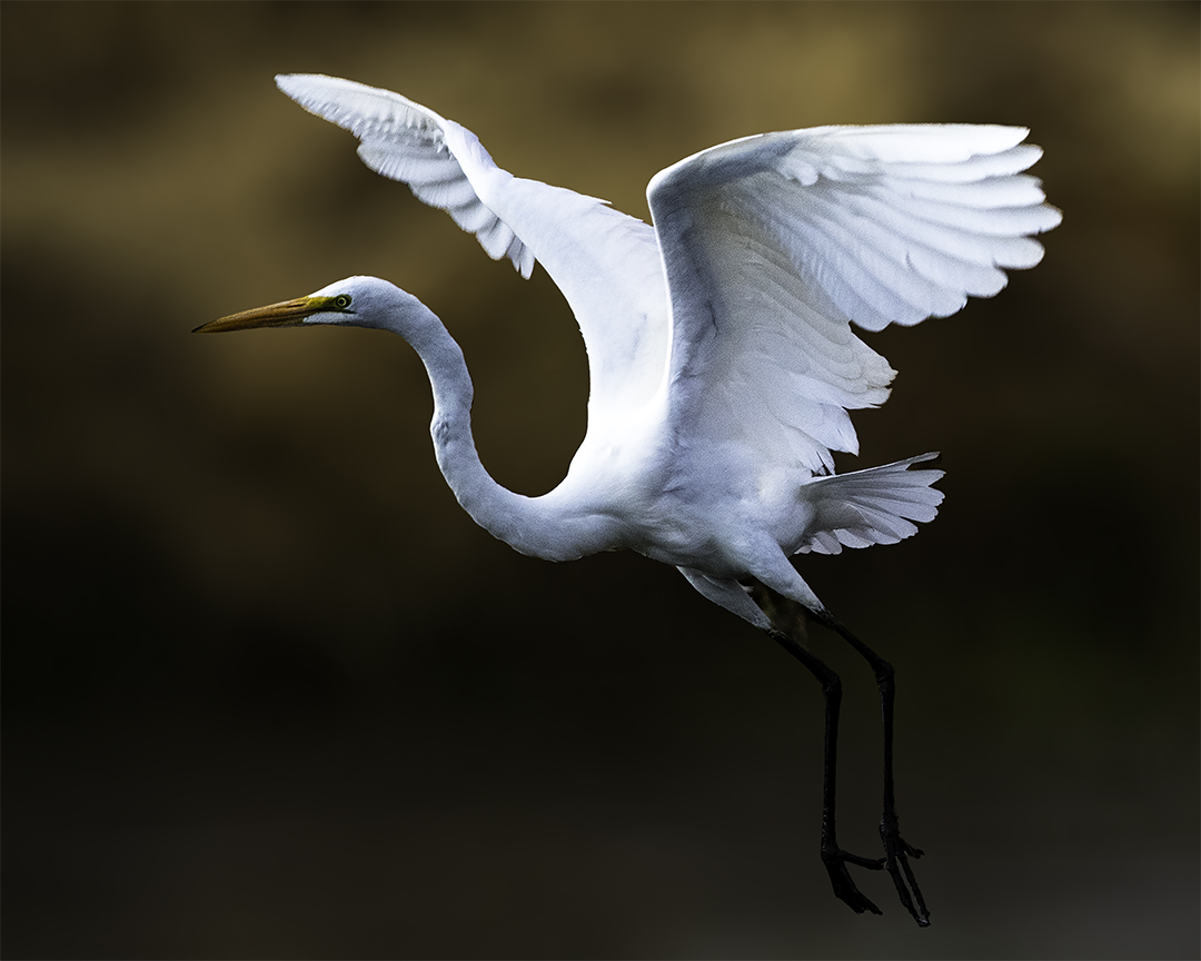 Great Egret blur.jpg