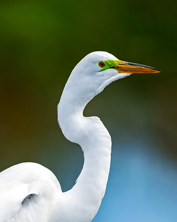 Great Egret III.jpg