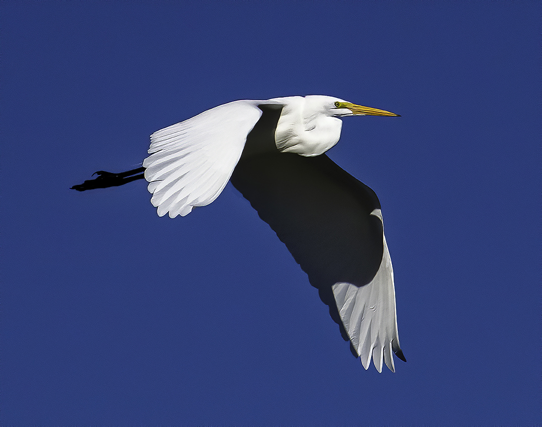 Great Egret Lake Pleasanat.jpg