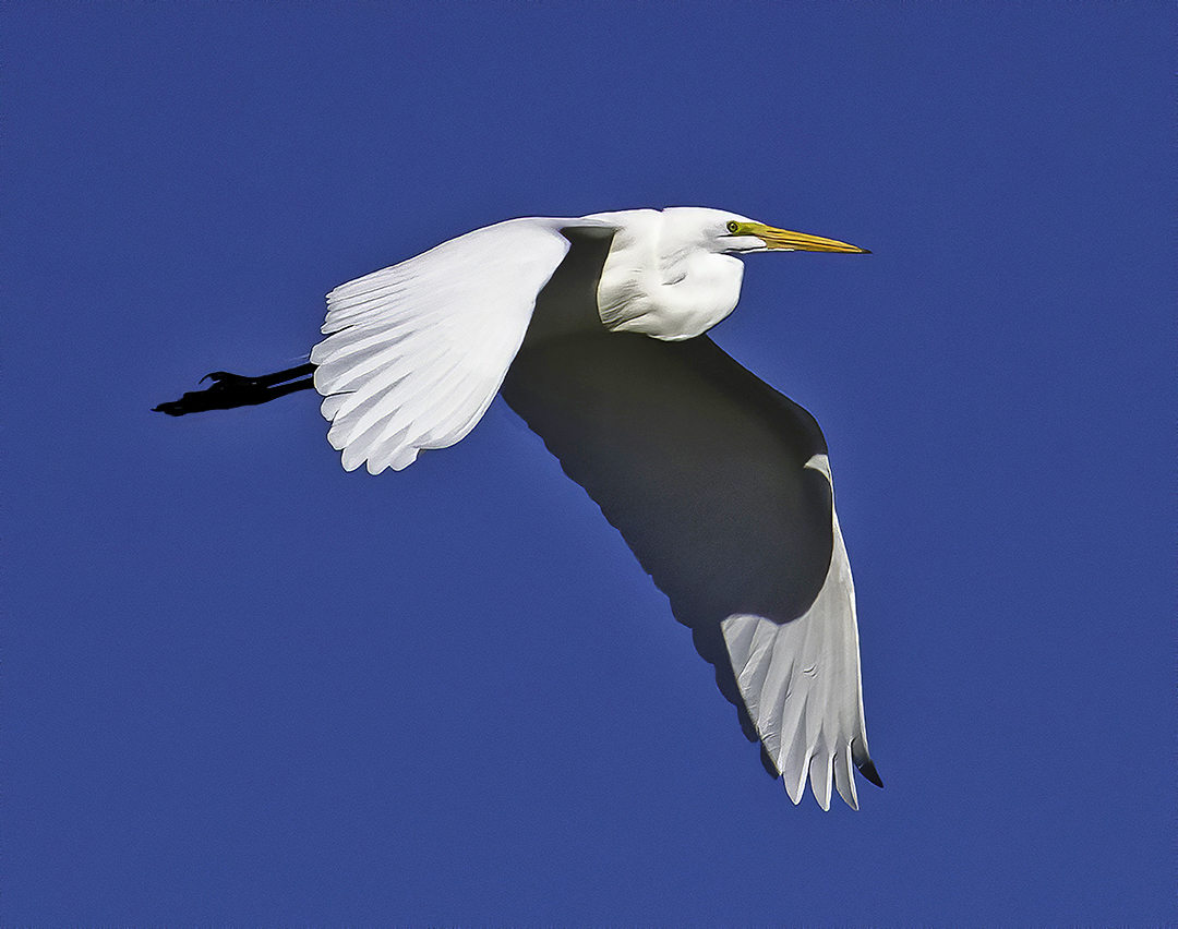 Great Egret Lake Pleasanat.jpg