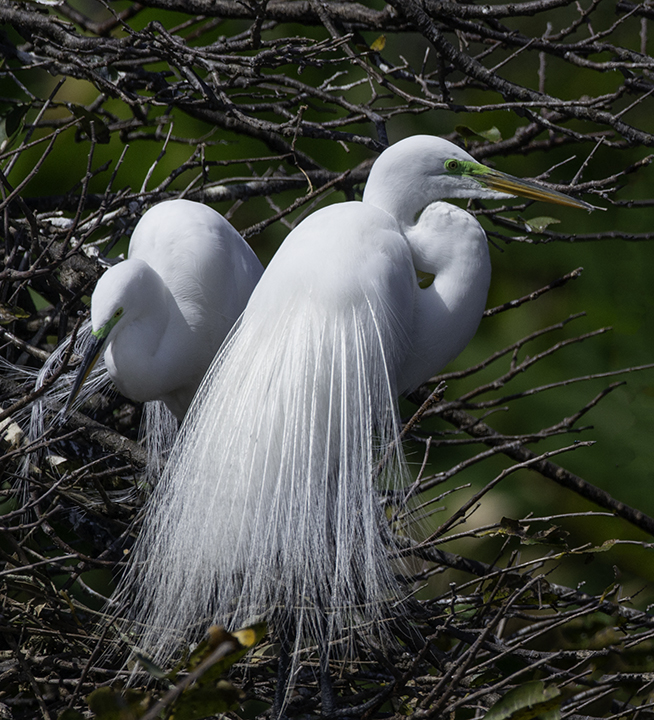 Great Egrets.jpg