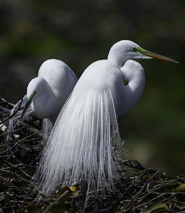 Great Egrets on the nest.jpg