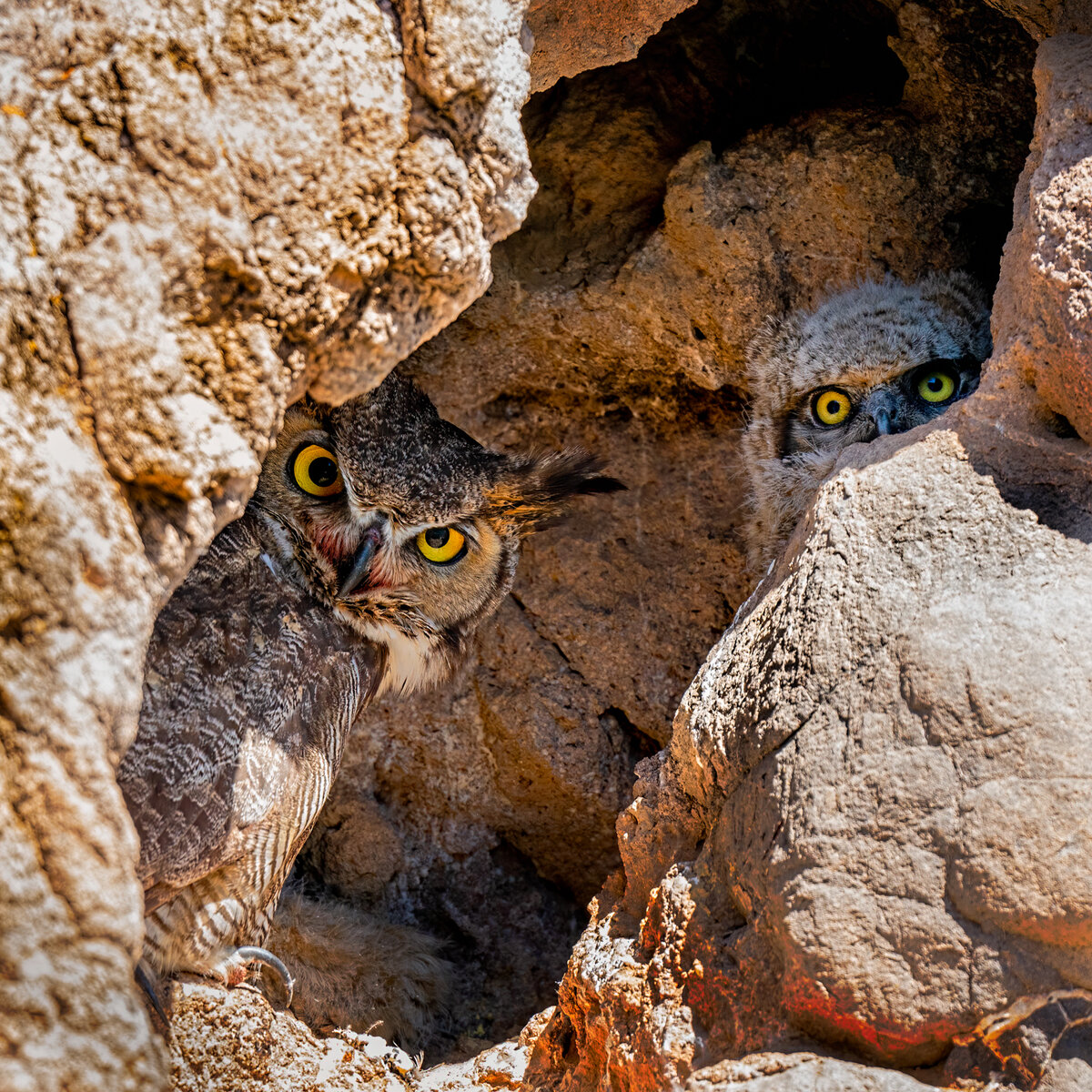  Great Horned Owl-1520-Edit.jpg