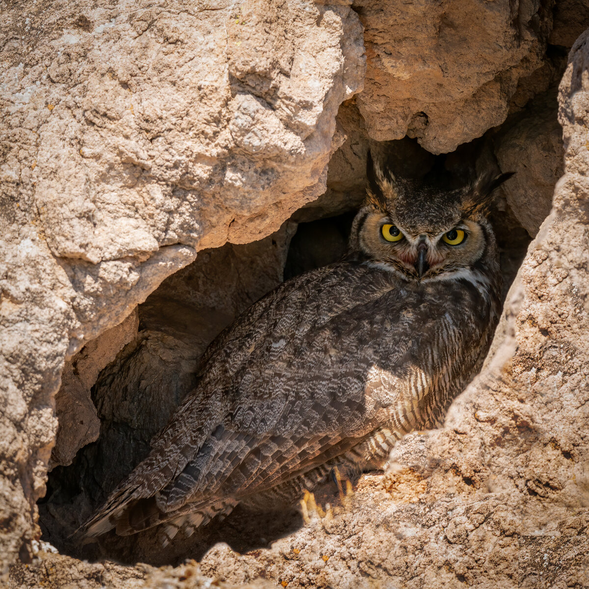  Great Horned Owl-1571-Edit.jpg