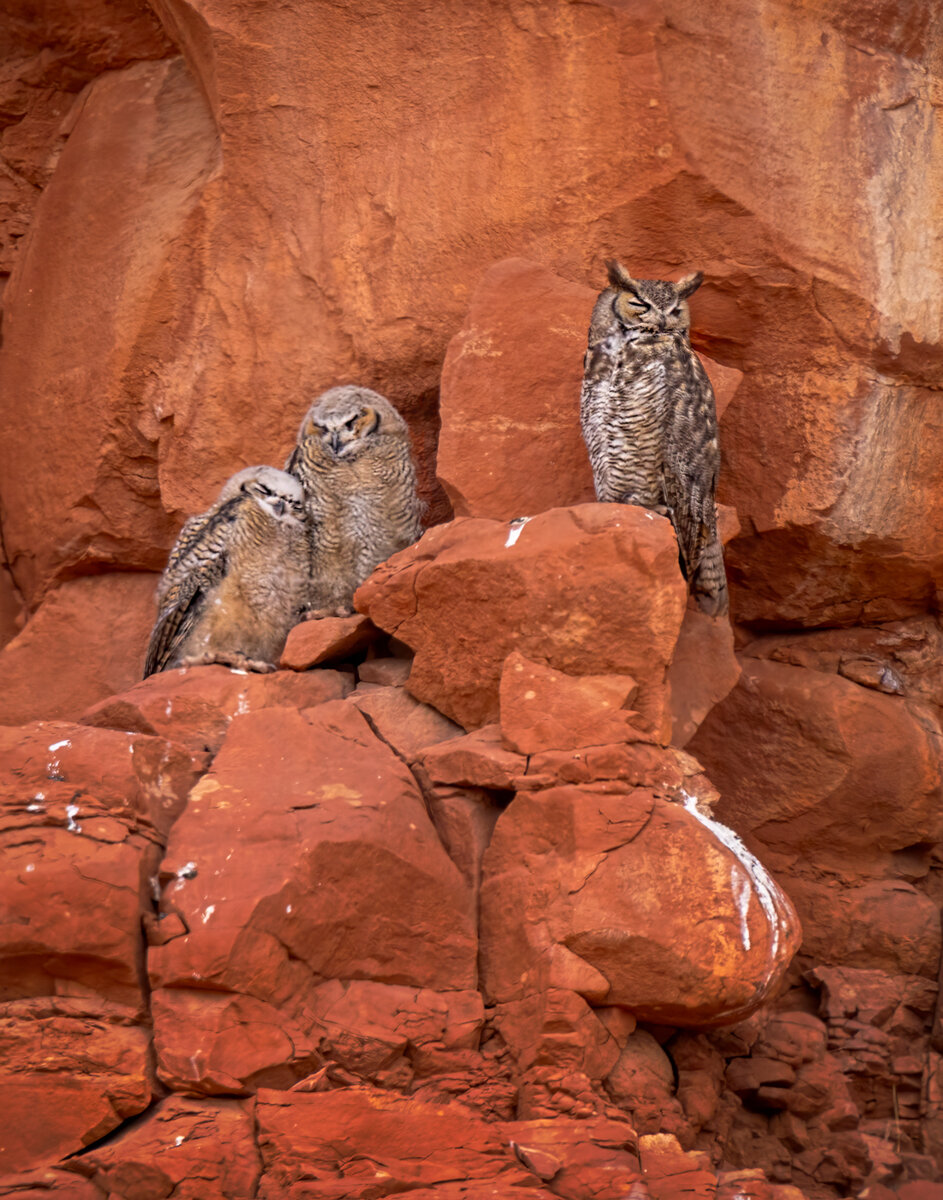 Great horned owl-5921-Edit.jpg