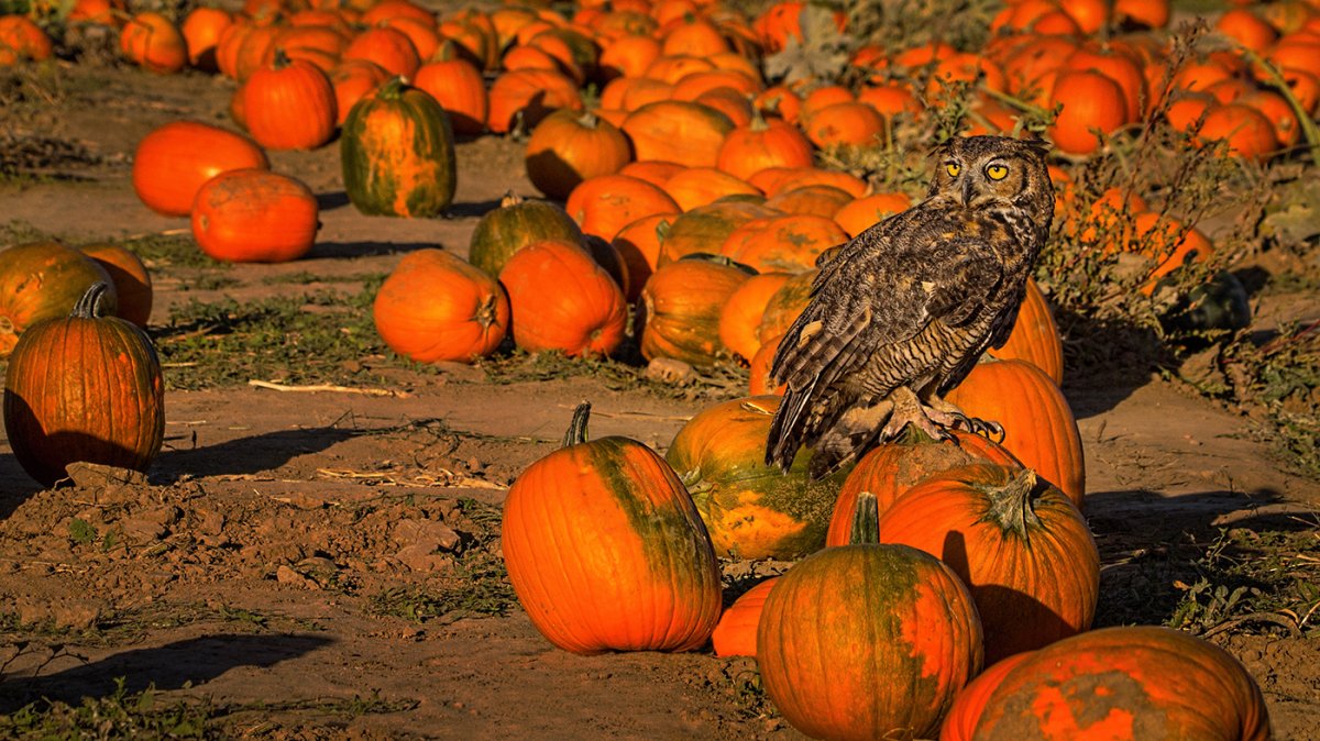 Great horned owl.jpg