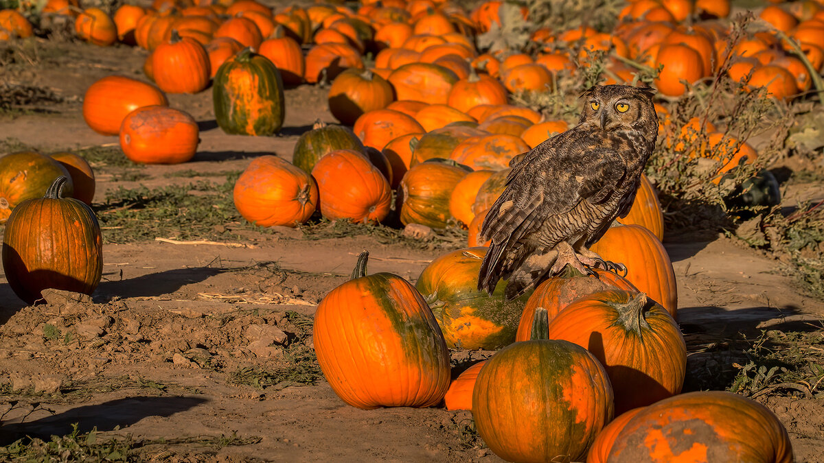 Great Horned Owl.jpg