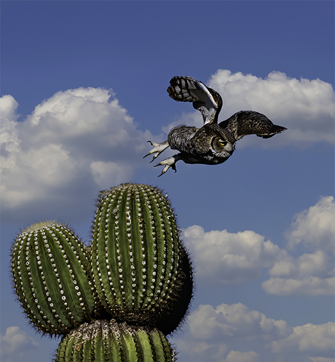Great Horned  owl launchng.jpg