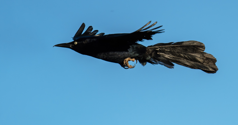 Great-tailed Grackle-2919-Edit.jpg