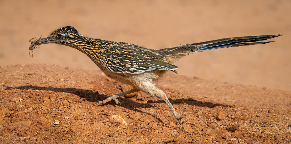 Greater roadrunner-3486-Edit.jpg