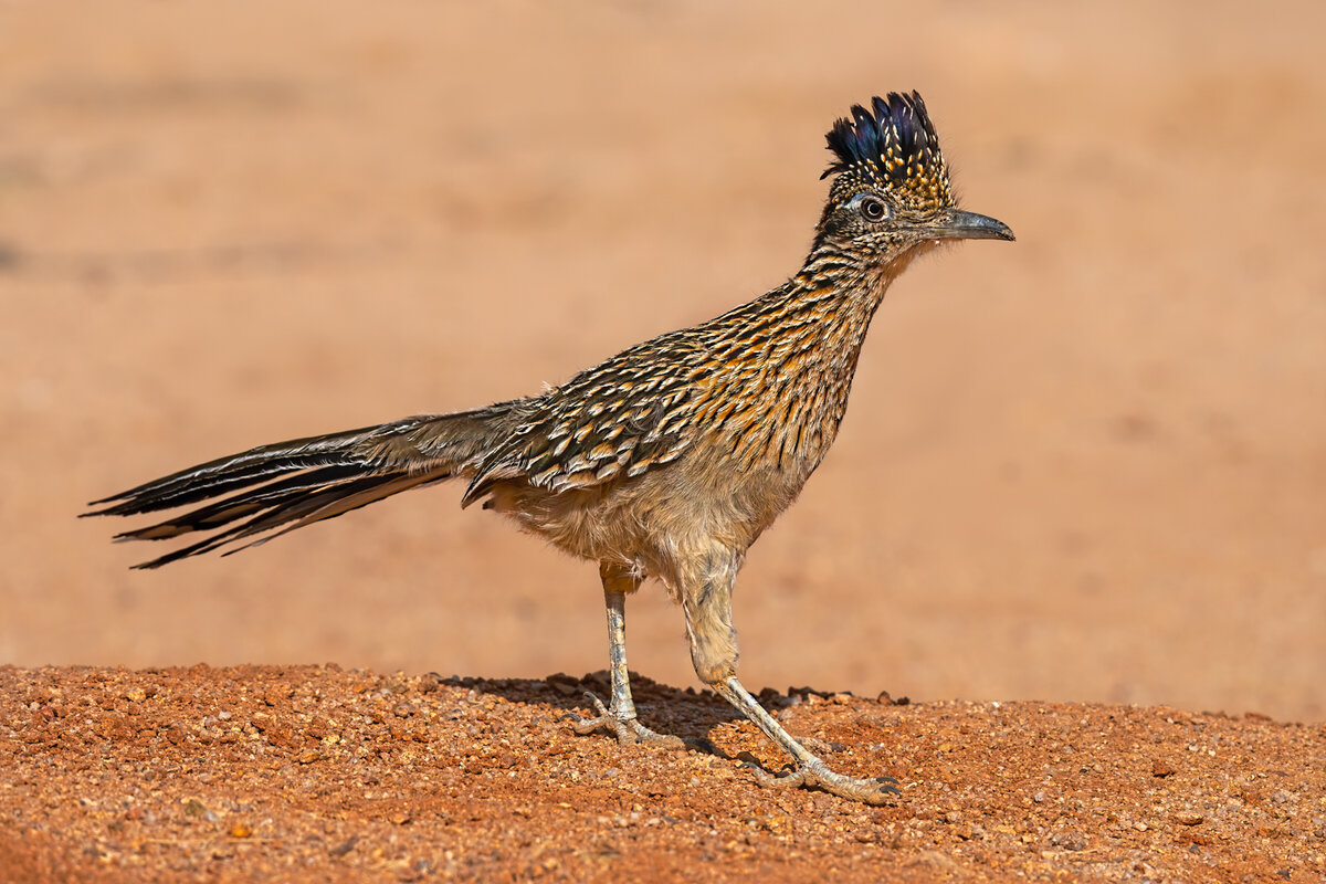 Greater roadrunner-3617-Edit.jpg
