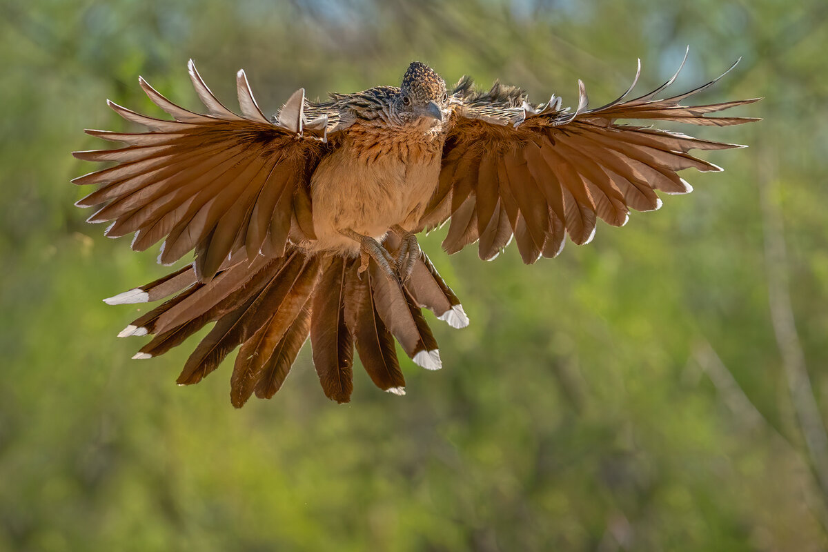 Greater roadrunner-5785-copy-Edit.jpg