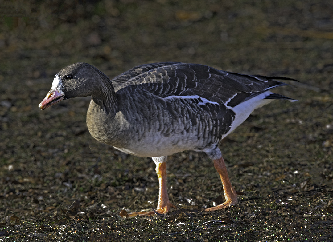 Greater Whte Fonted Goose, II.jpg