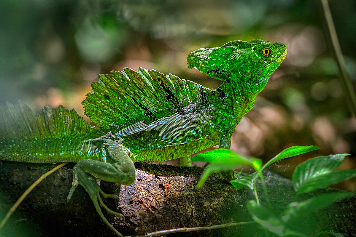 Green Basilisk Lizard.jpg