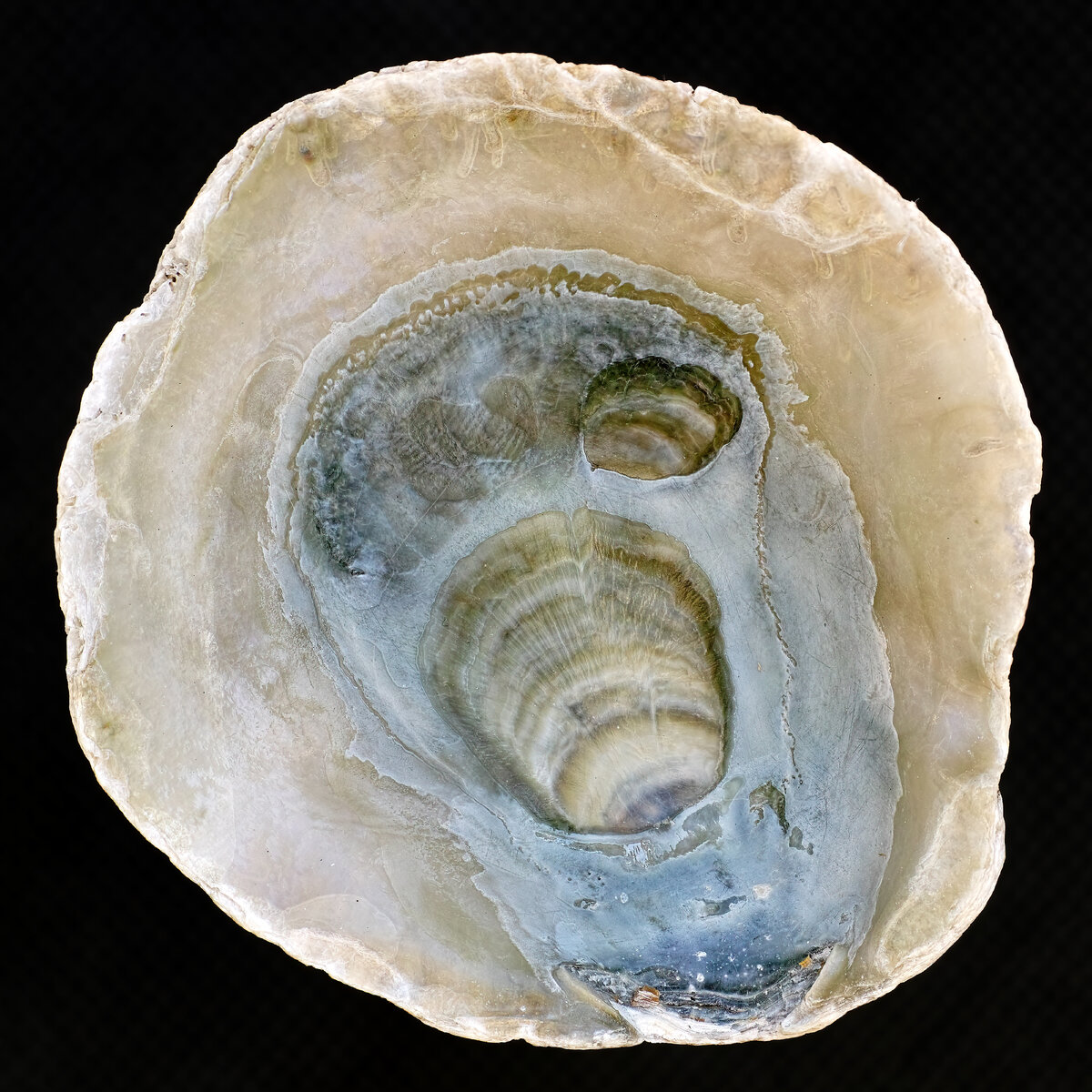 A not-so-simple clamshell | Focal World