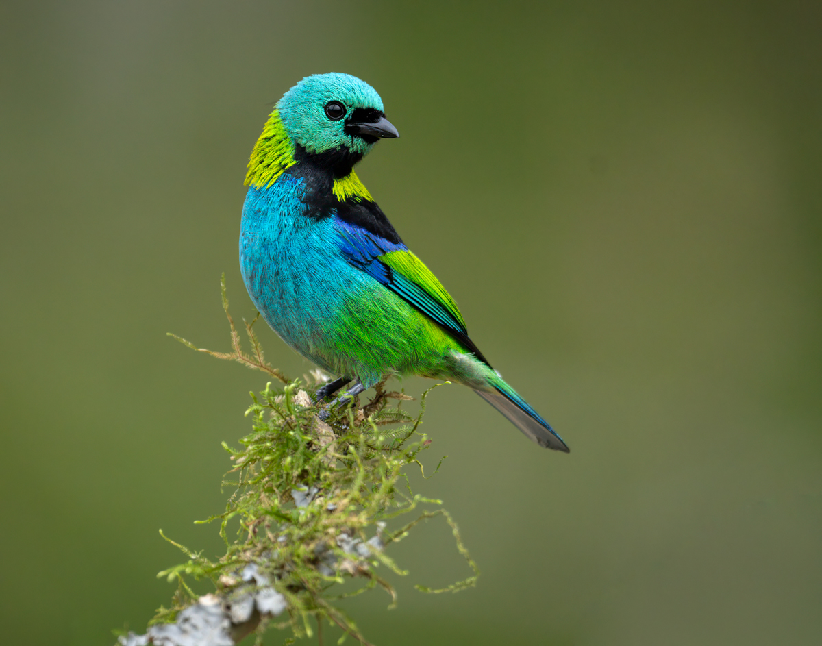 Green-headed Tanager-.jpg