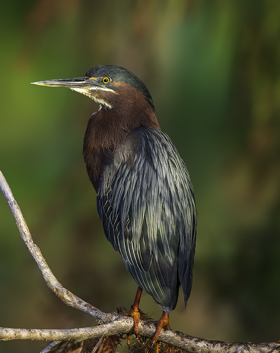 Green Heron II.jpg