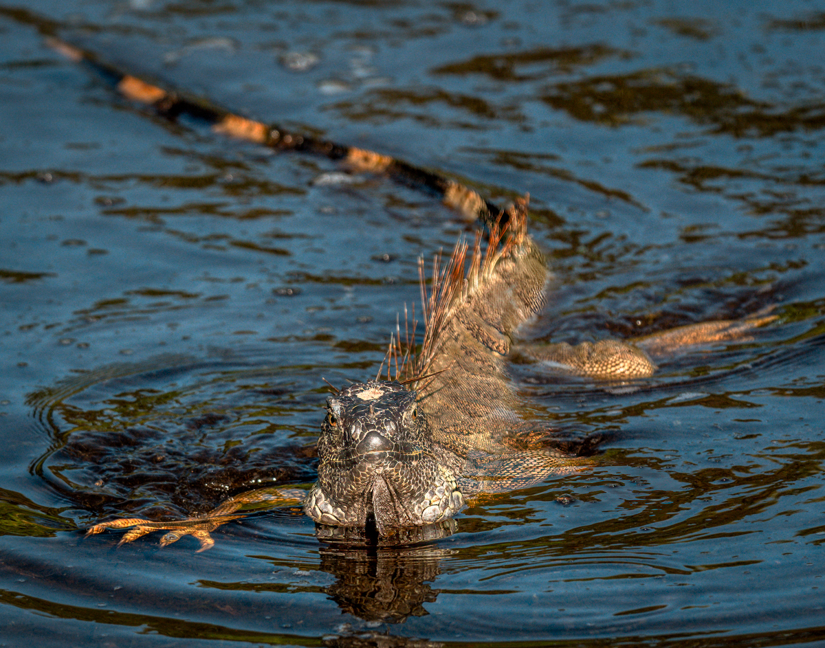 Green iguana-06746-Edit.jpg