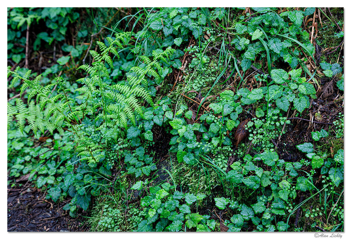 Green.jpg