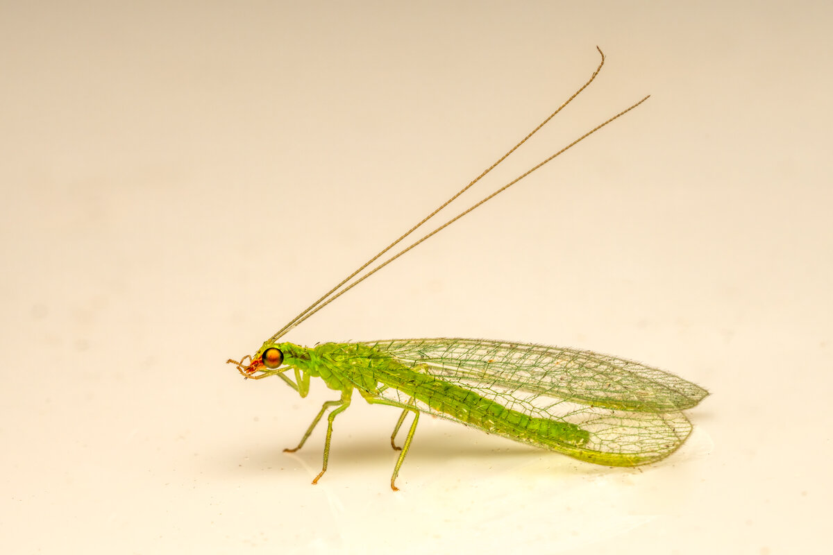 Green Lacewing-0516-Edit.jpg