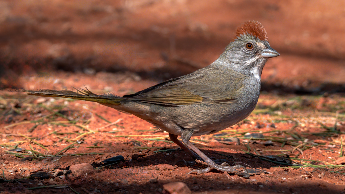 Green-tailed Towhee-01843-Edit.jpg