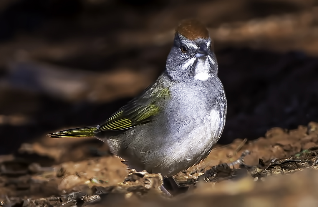 Green-tdailed Towhee x.jpg