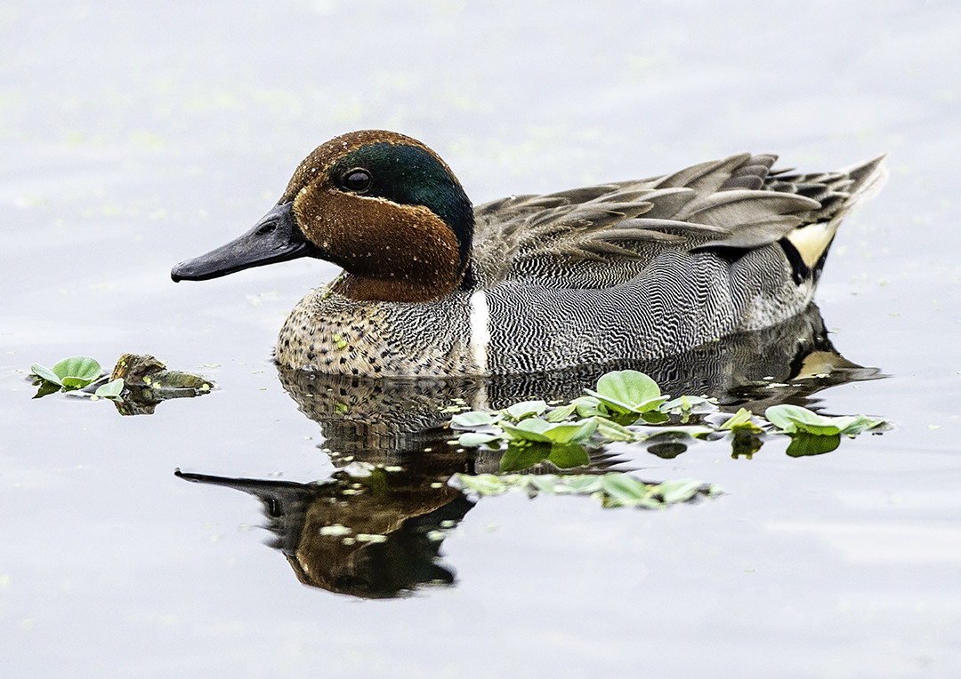 Green-winged Teal, B ubbling Pnds, Page Springs, AZ.jpg