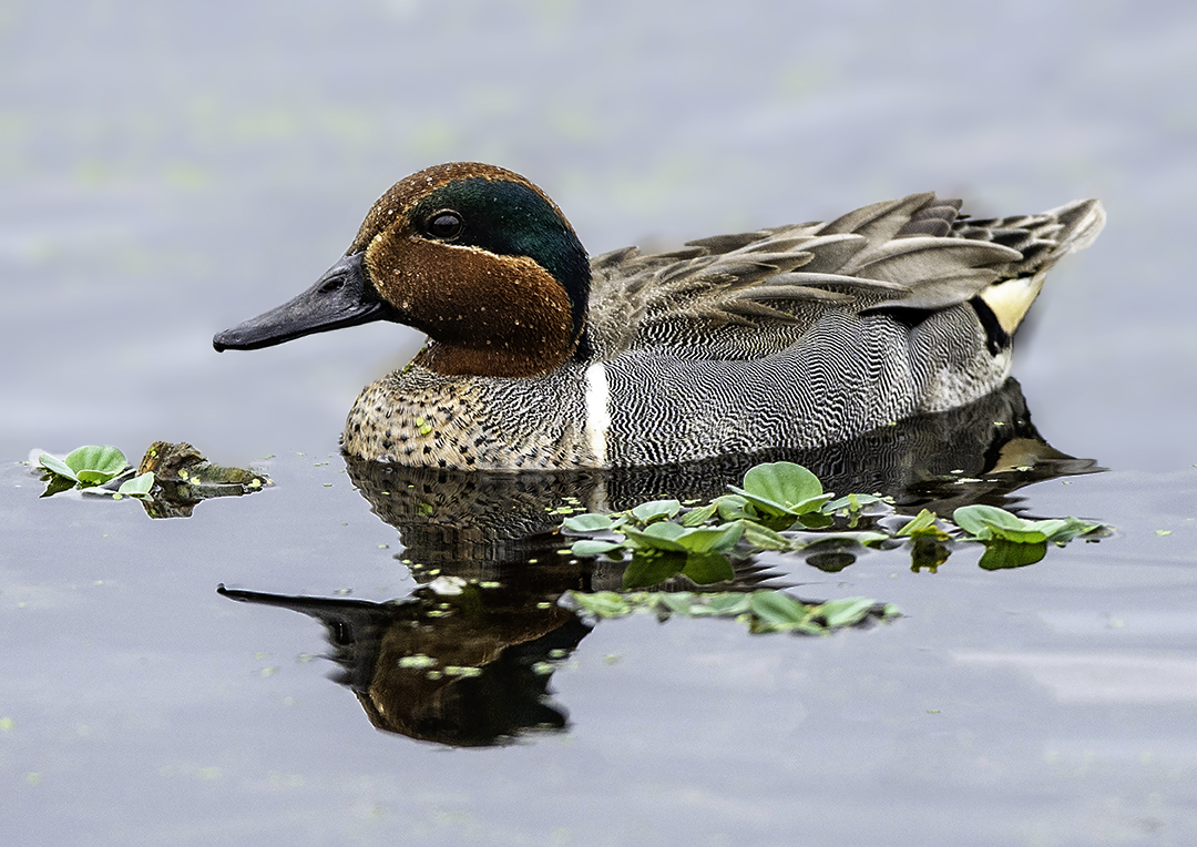 Green-winged Teal, B ubbling Pnds, Page Springs, AZ.jpg