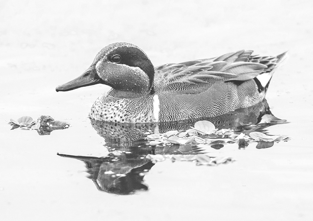 Green-winged Teal, Bubbling Pnds, Page Springs, AZ b&w.jpg