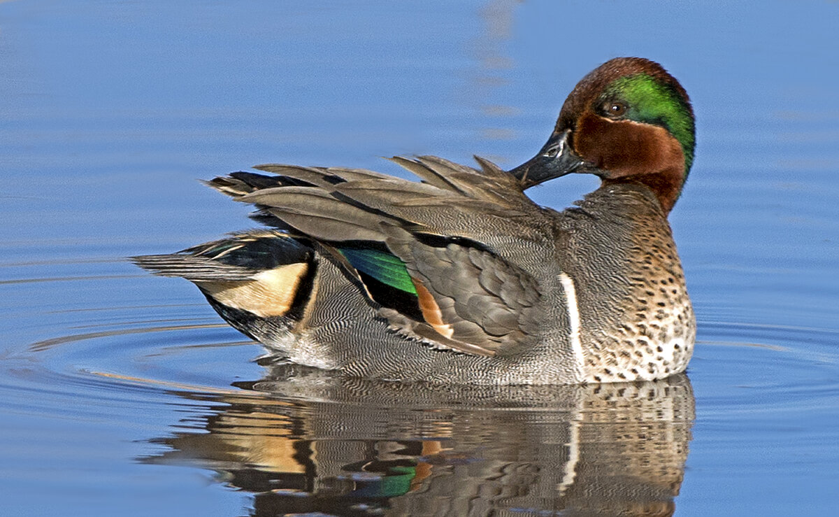 Green-winged Teal Preening.jpg