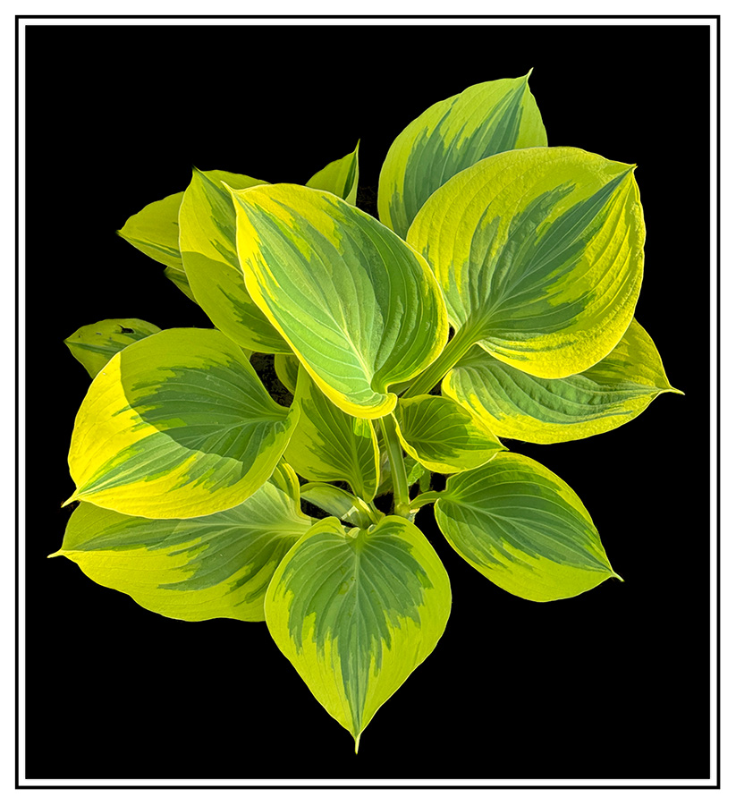 GreenNYellow.jpg