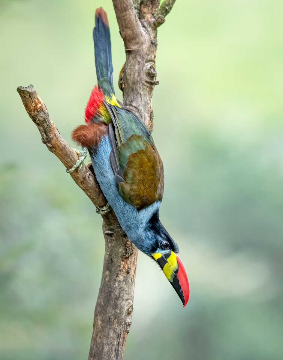 Grey-breasted mountain toucan-02450-Edit.jpg