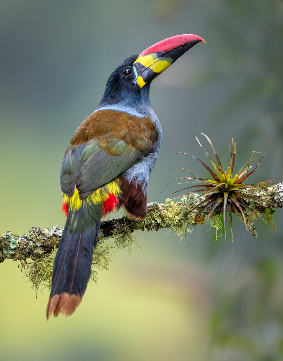 Grey-breasted mountain toucan-02825-Edit.jpg