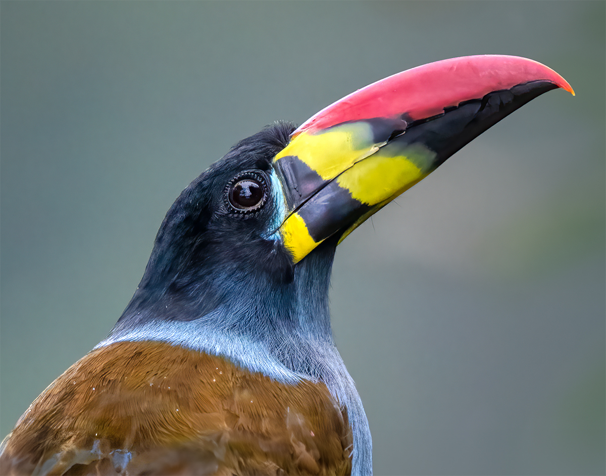 Grey-breasted mountain toucan-Portrait.jpg