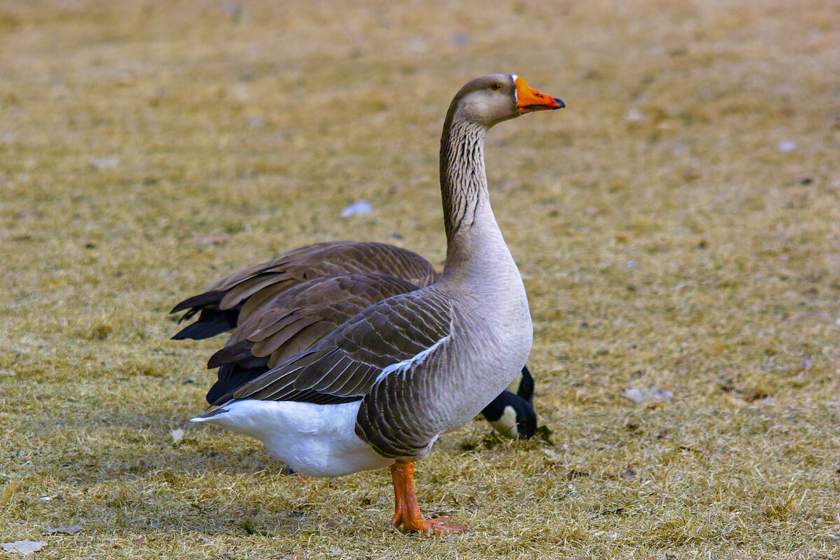 Greylag Goose.jpg