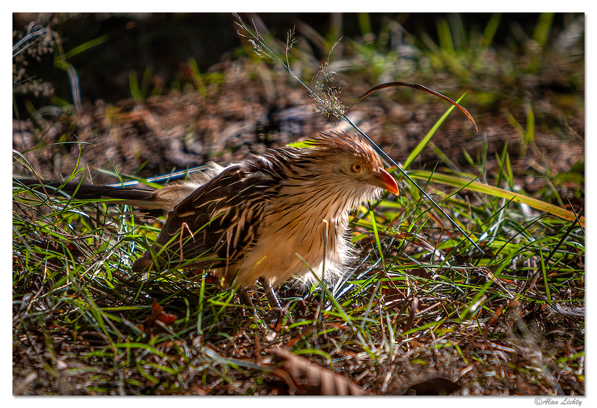 Winged Wednesday 7/1/2020 | Focal World