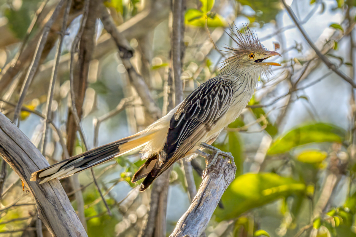 Guira Cuckoo-02001-Edit.jpg