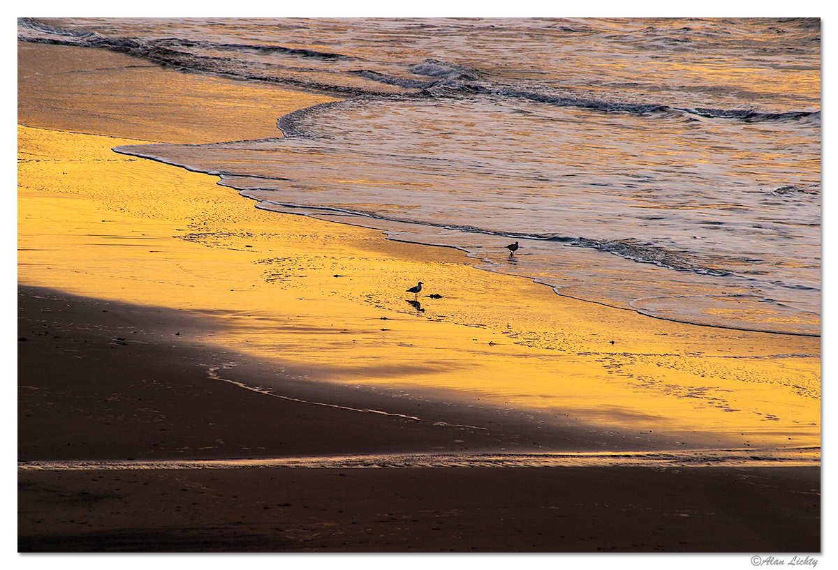 Gulls.jpg