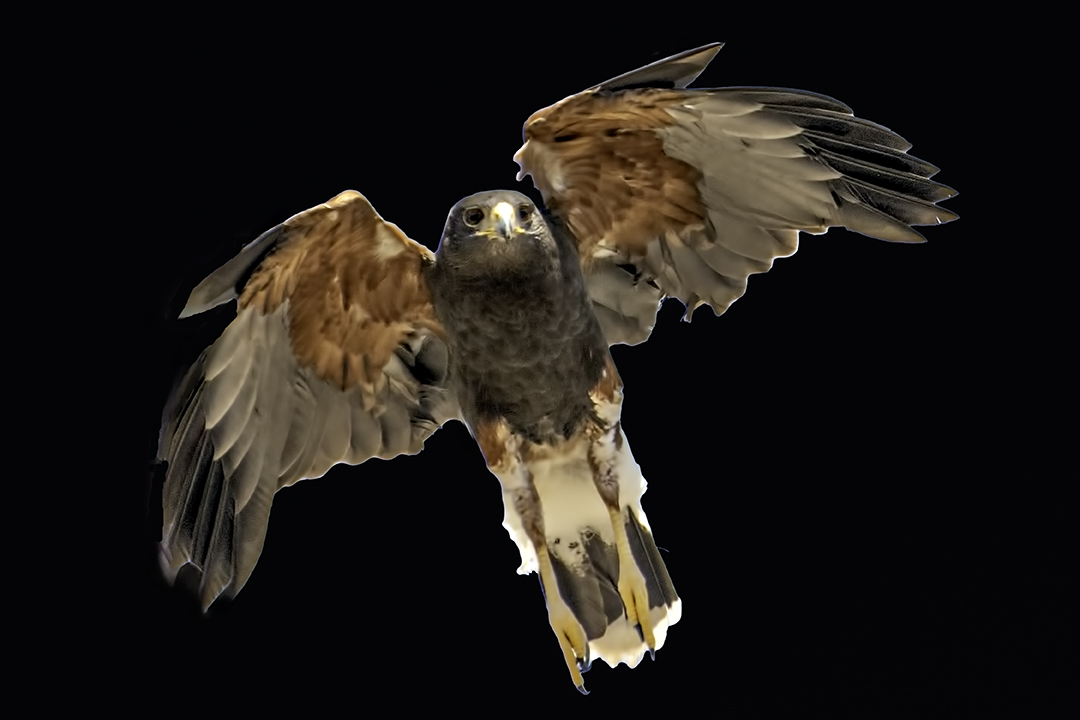 Harris Hawk in flight black.jpg
