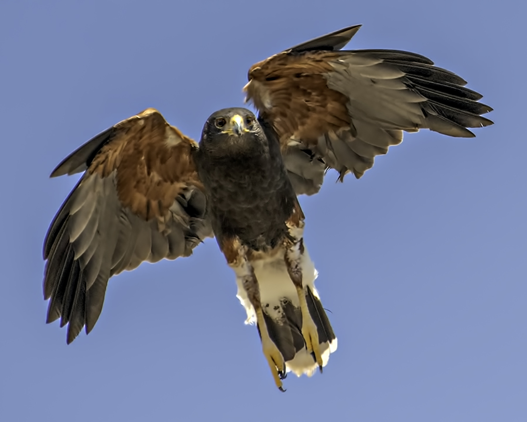 Harris Hawk in flight.jpg