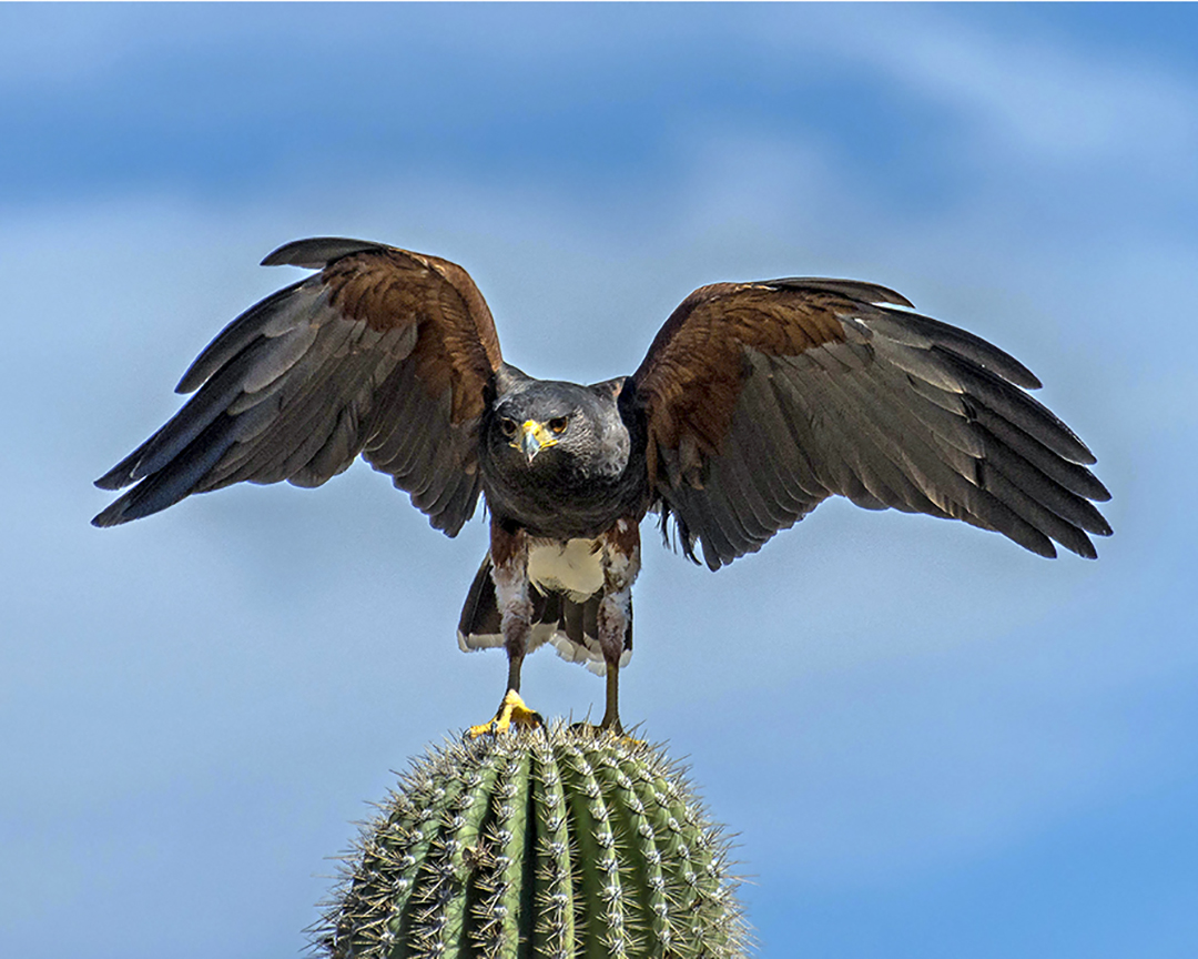 Harris Hawk.jpg