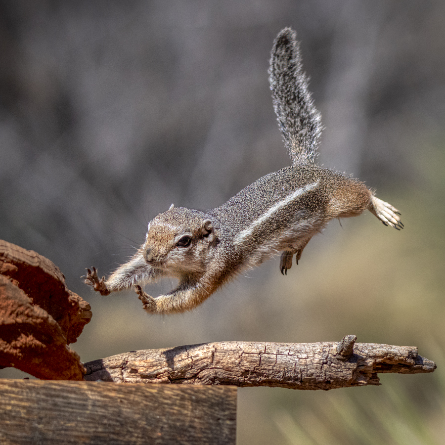  Harris's antelope ground squirrel  (86 of 163)-Edit.jpg