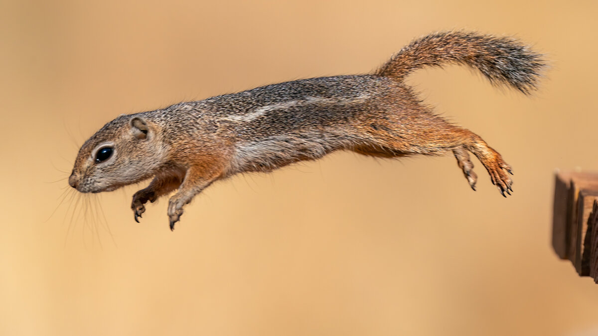 Harris's antelope squirrel-4065-Edit.jpg